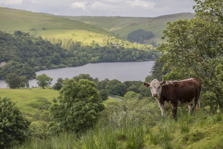 Upland landscape in Wales