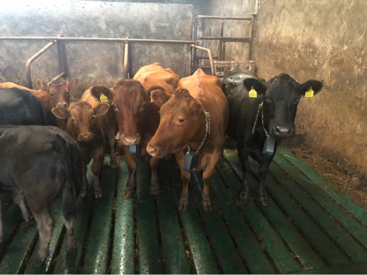 Some of James’ cows wearing the no-fence collars
