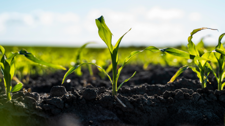 green shoots